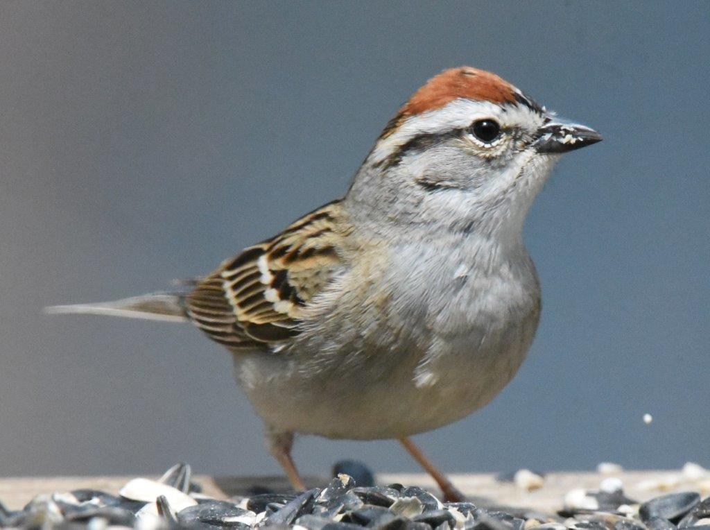 Chipping Sparrow