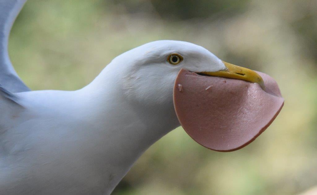 Herring Gull