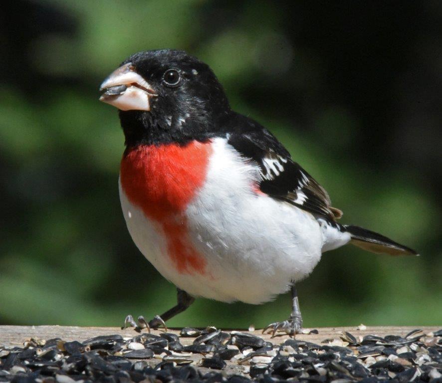 Rose-breasted grosbeak