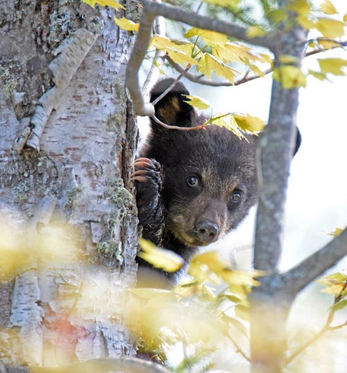 Cub up birch