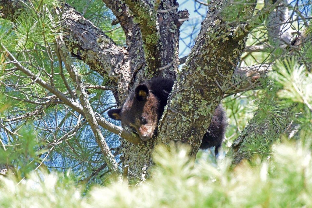 Cub up white pine