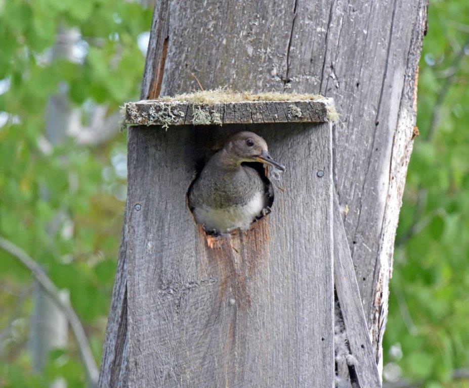Hooded merganser female
