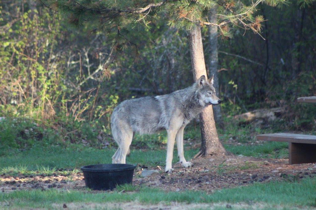 Neighborhood Wolf