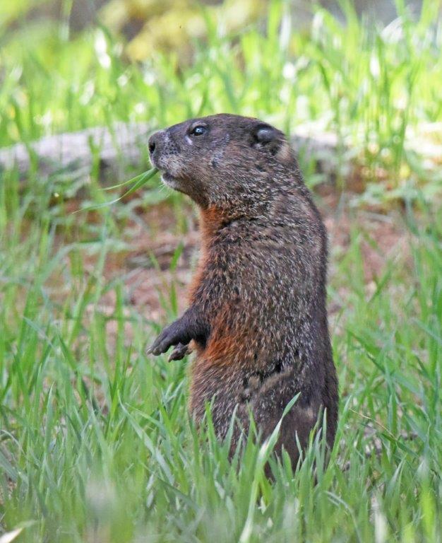 Woodchuck eating grass