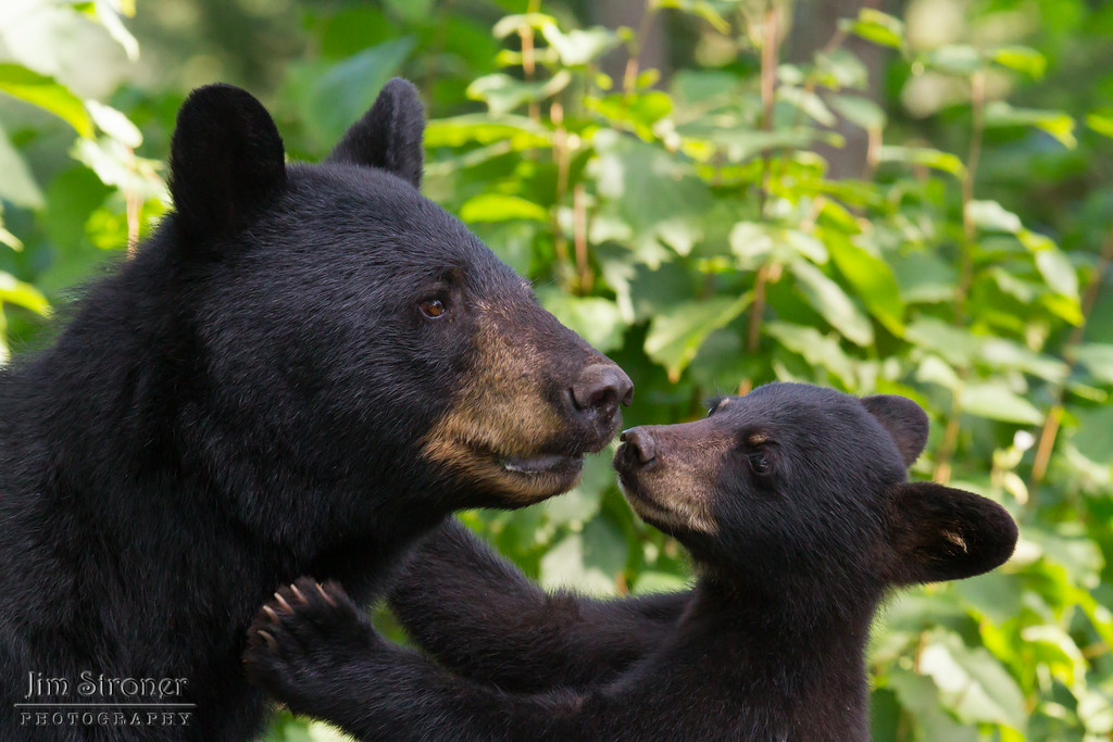 Minnie and cub by Jim Stroner