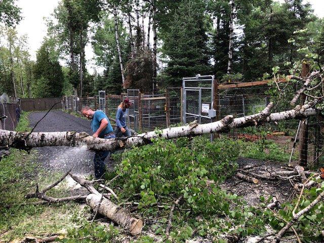 Tree down at the NABC