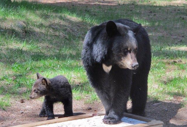 Vonnie and cub