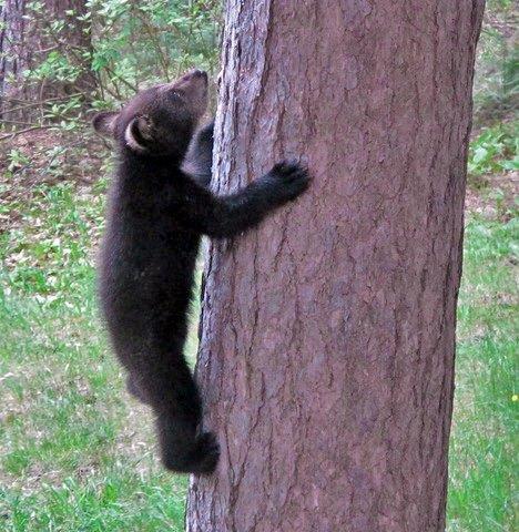 Vonnie's cub