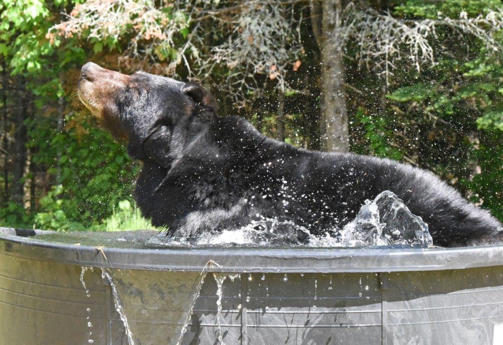 Jewel in tub