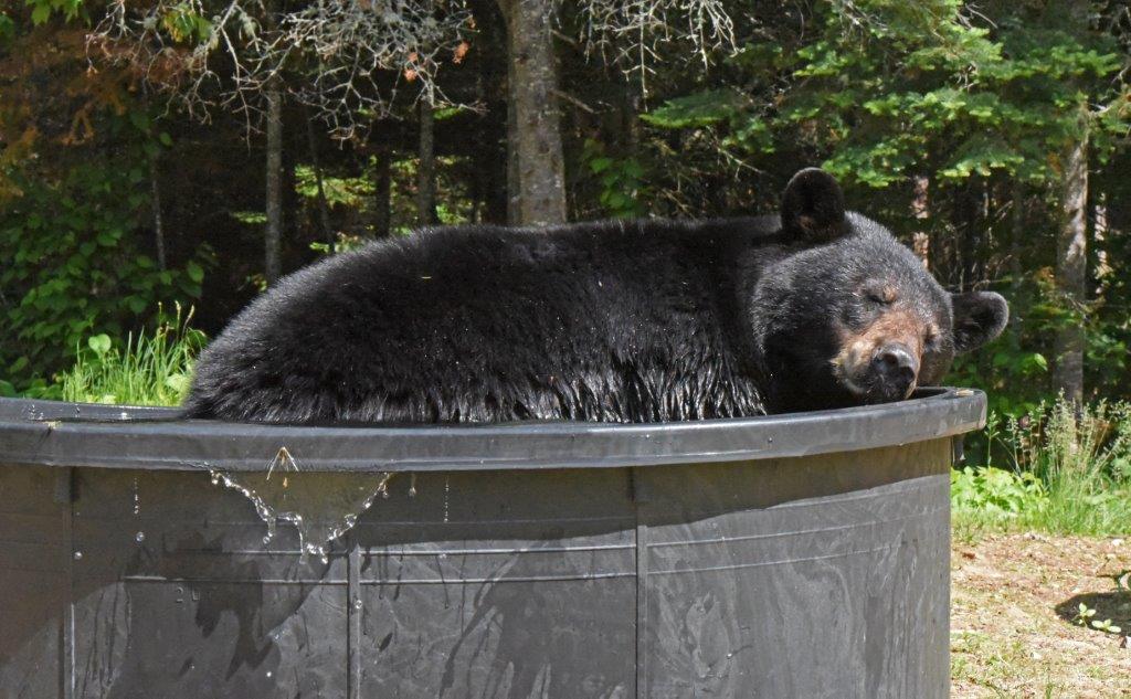 Jewel in tub