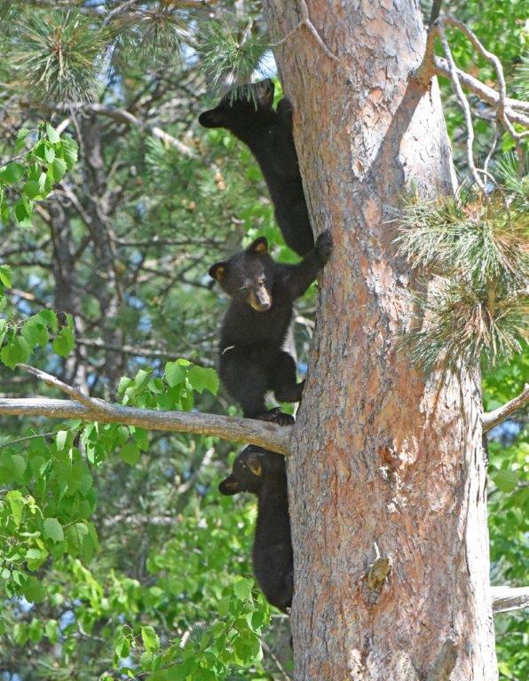 Jewels cubs