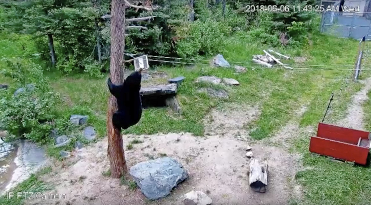 Lucky with birdfeeder