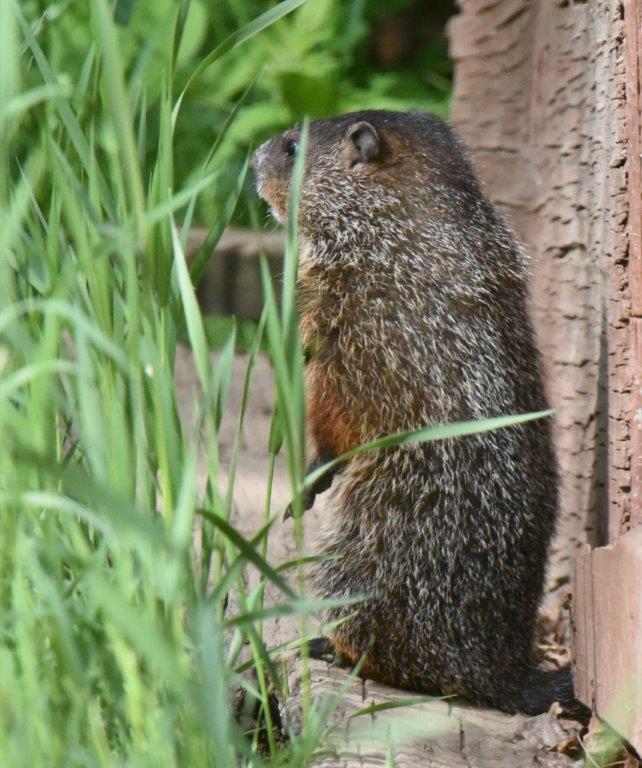 Woodchuck baby