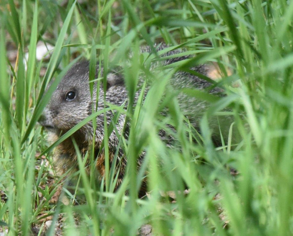 Woodchuck baby