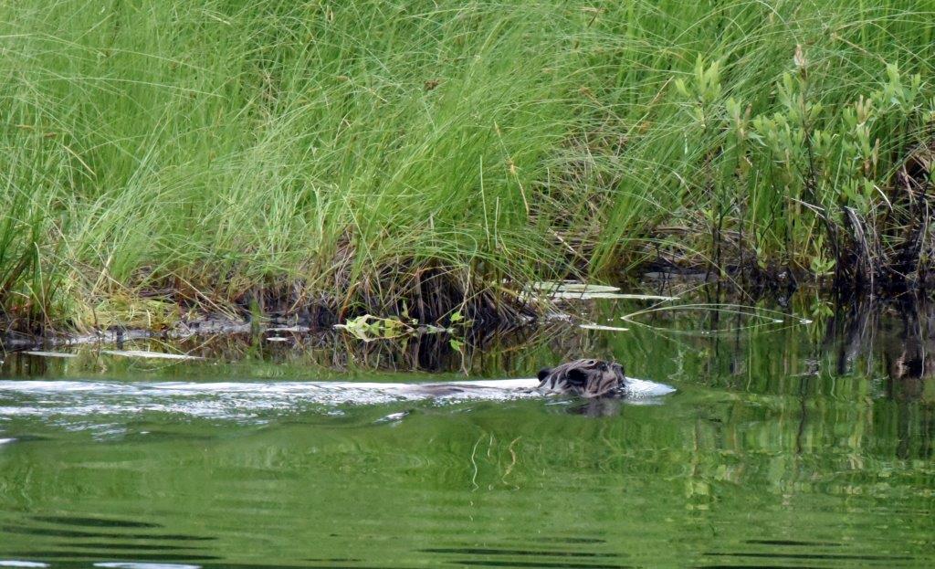 Beaver