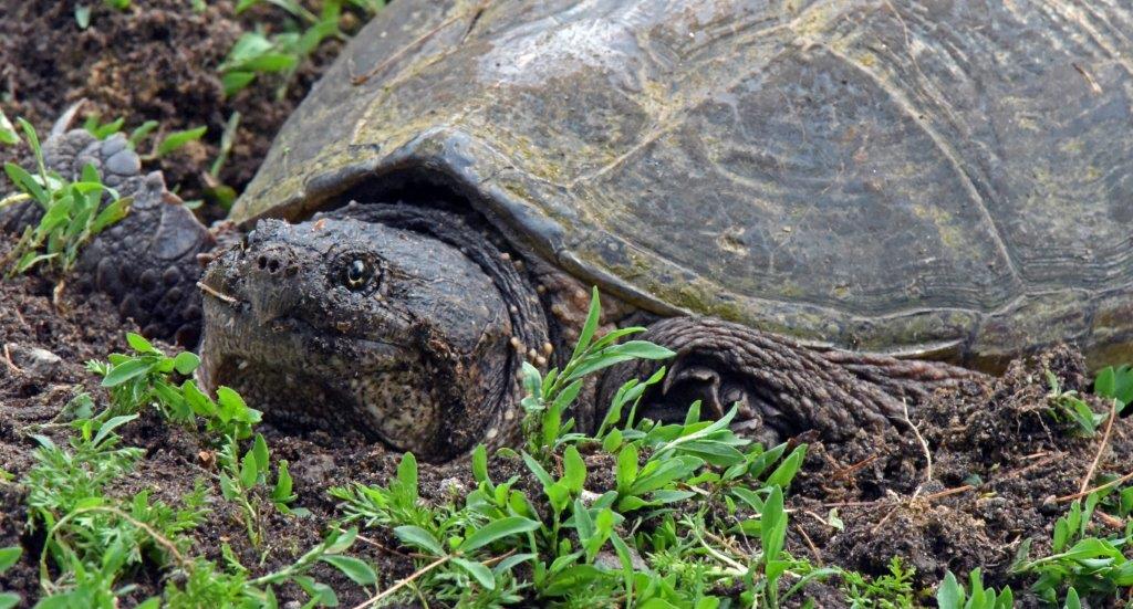 Snapping turtle