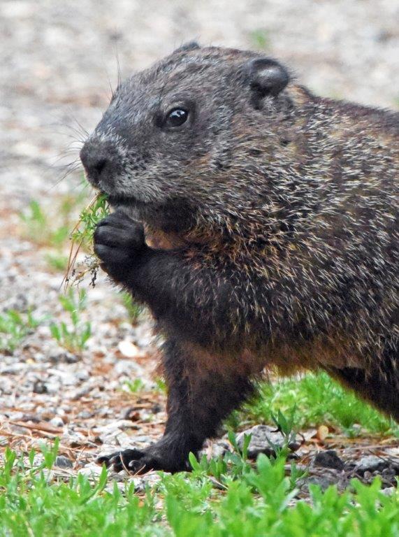 Woodchuck