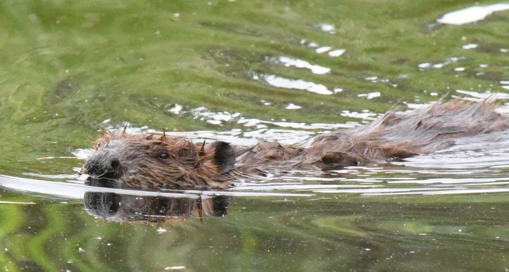 Bigger Beaver