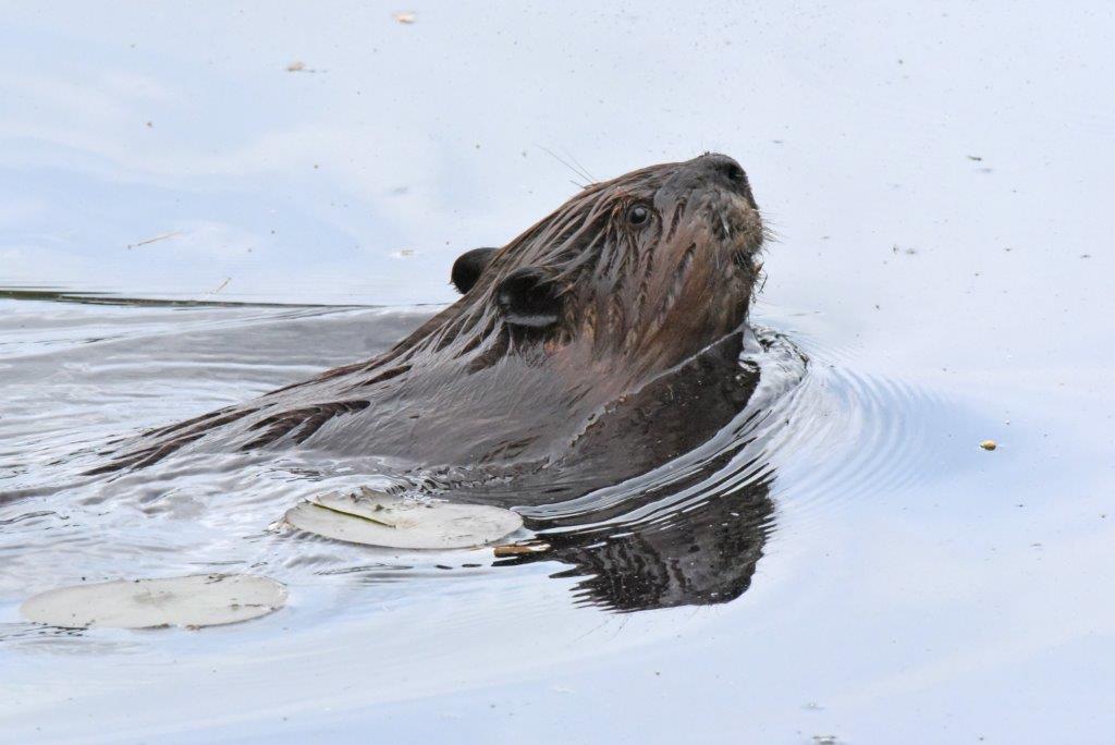 Smaller Beaver