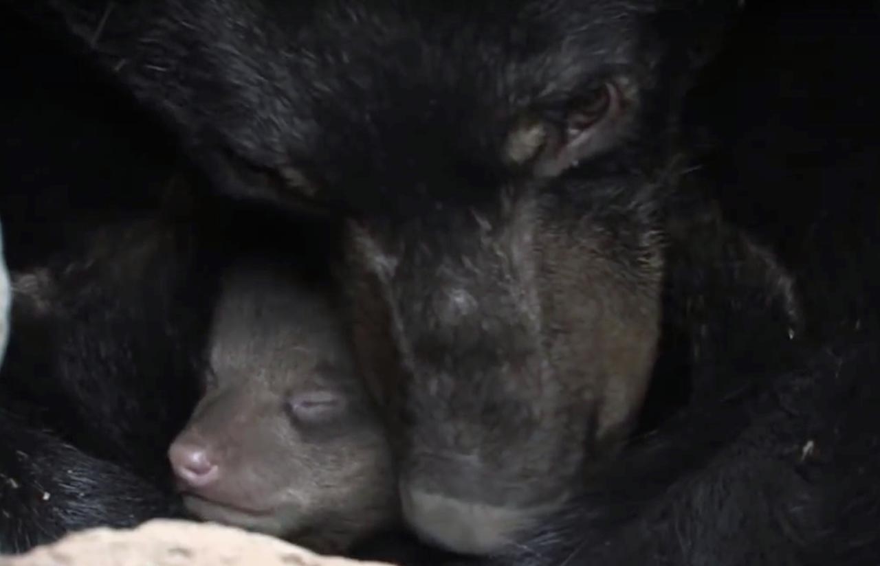 June and cub 2007