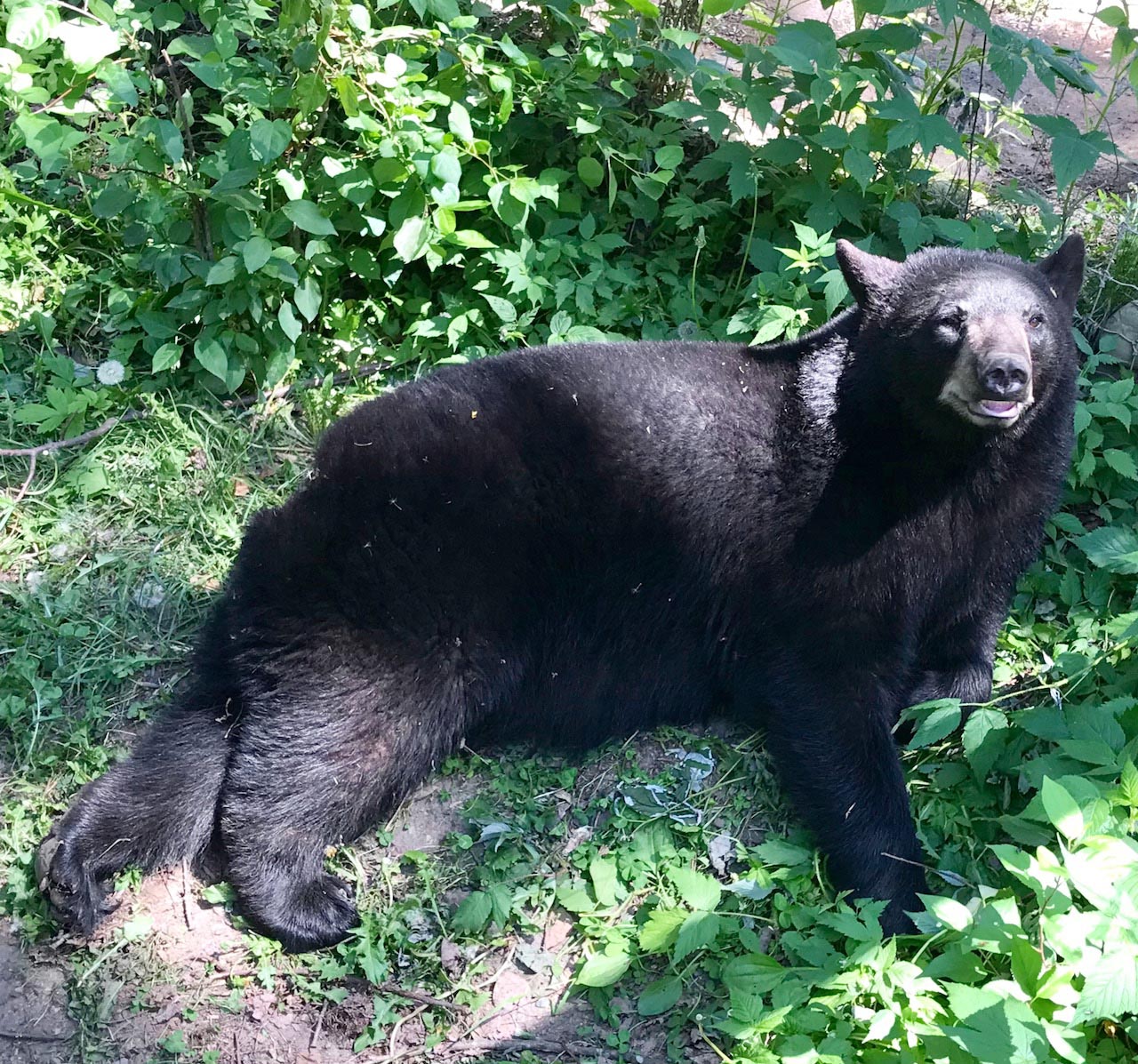 Tasha