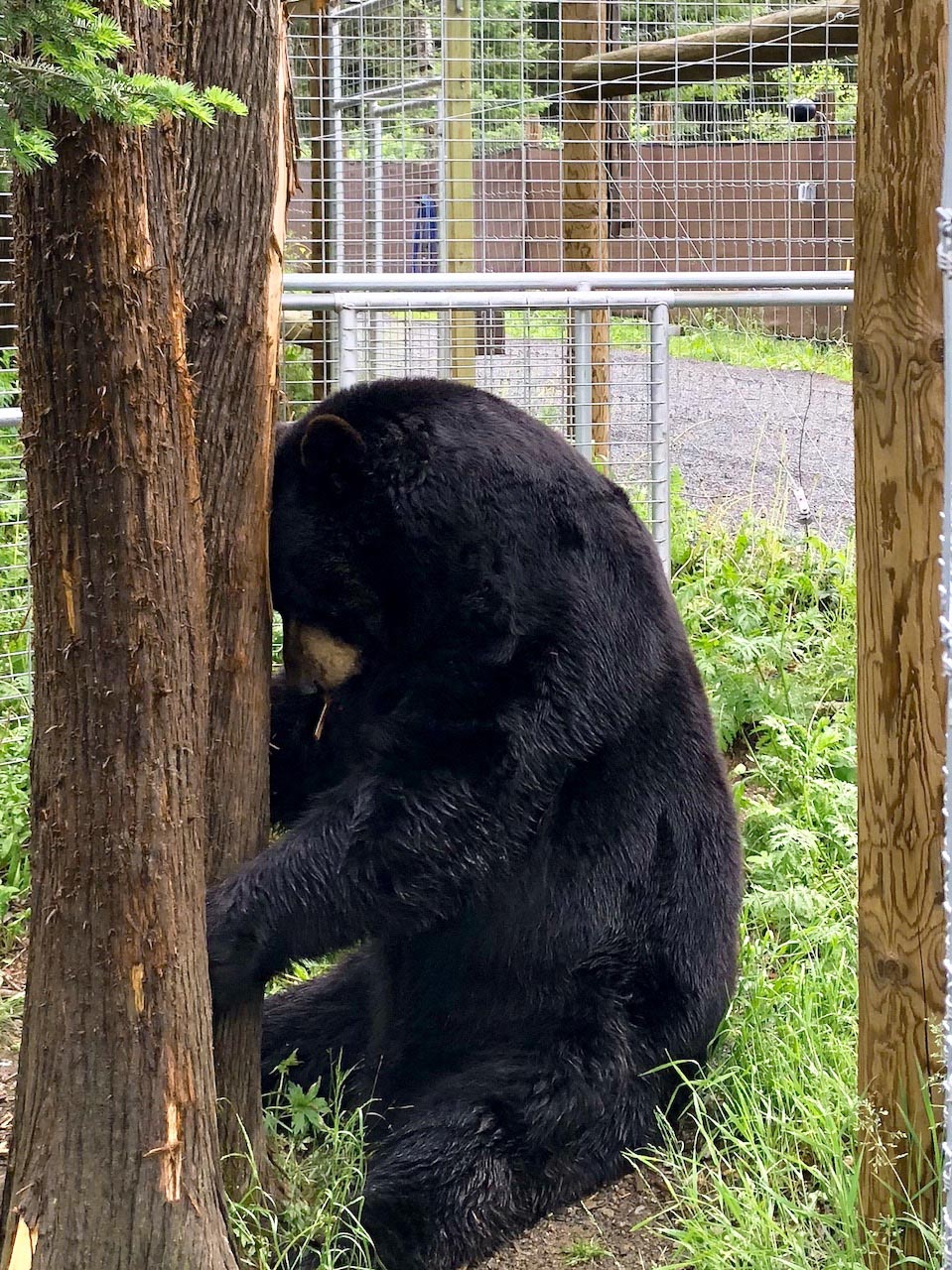 Ted