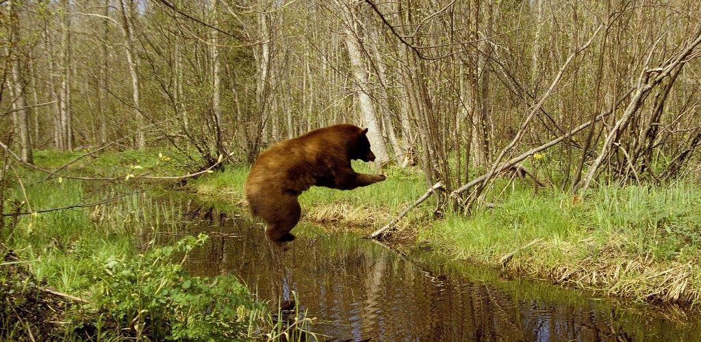 Bear jumping over stream
