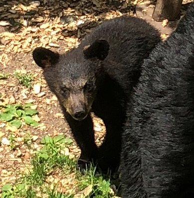 Mikah's cub