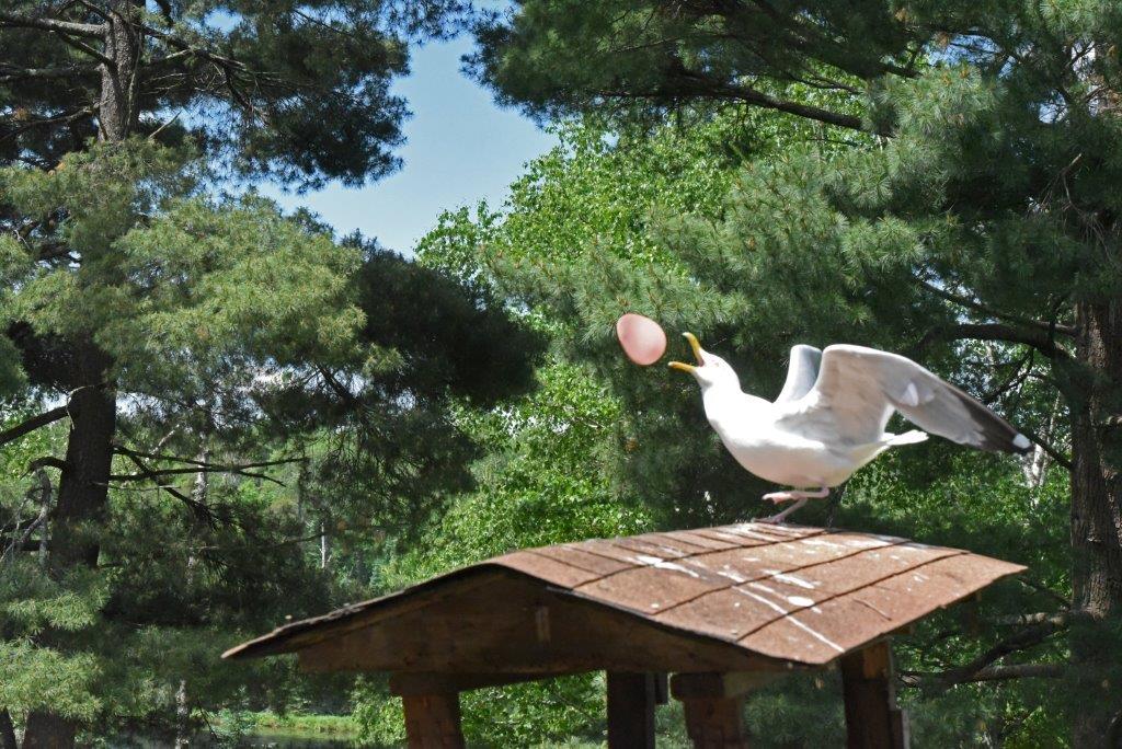 Herring gull