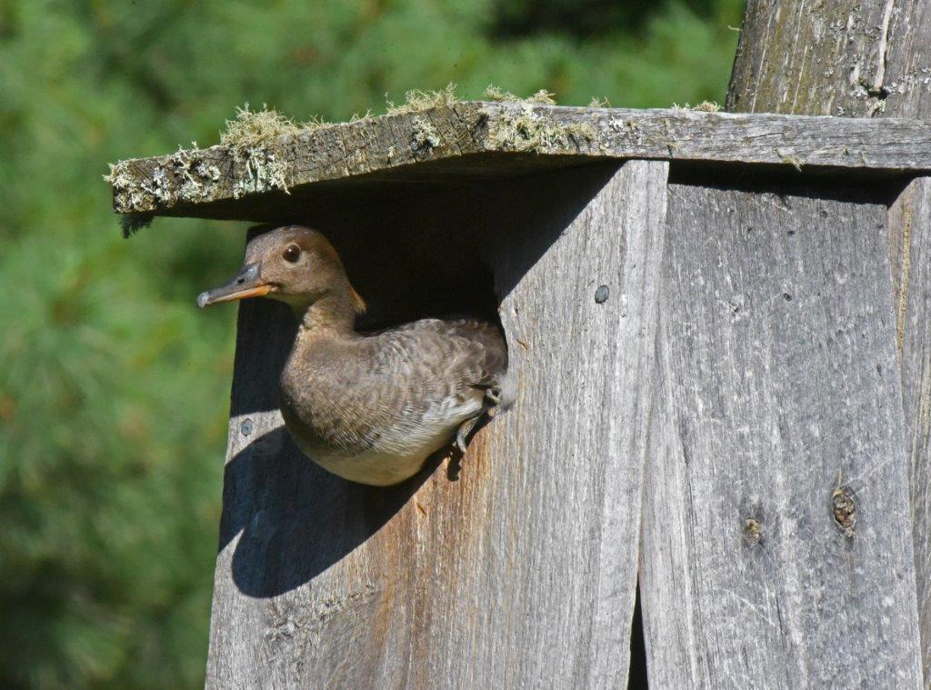 Hooded Merganser