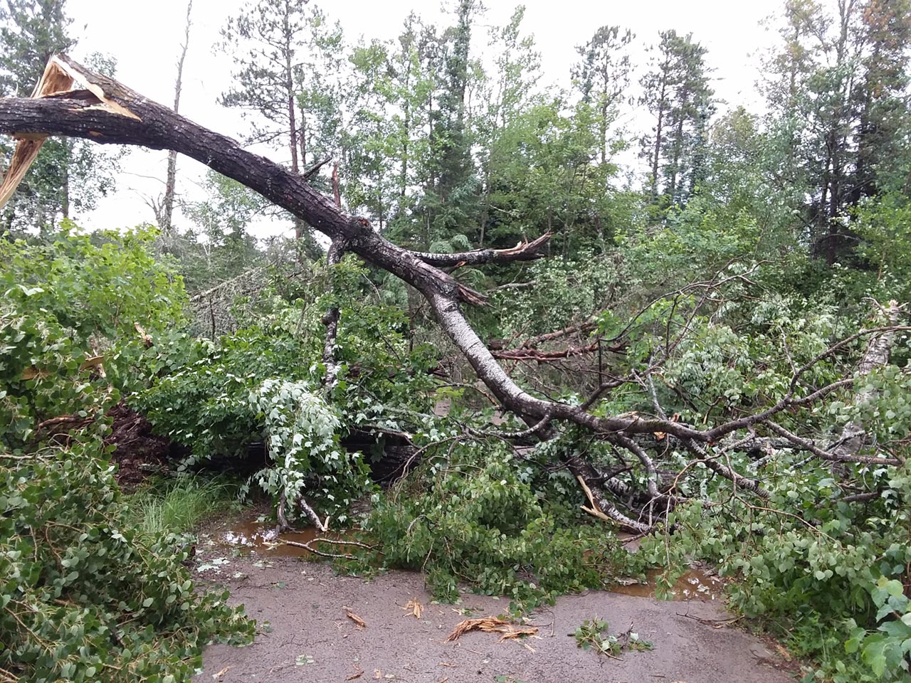 storm damage in Ely