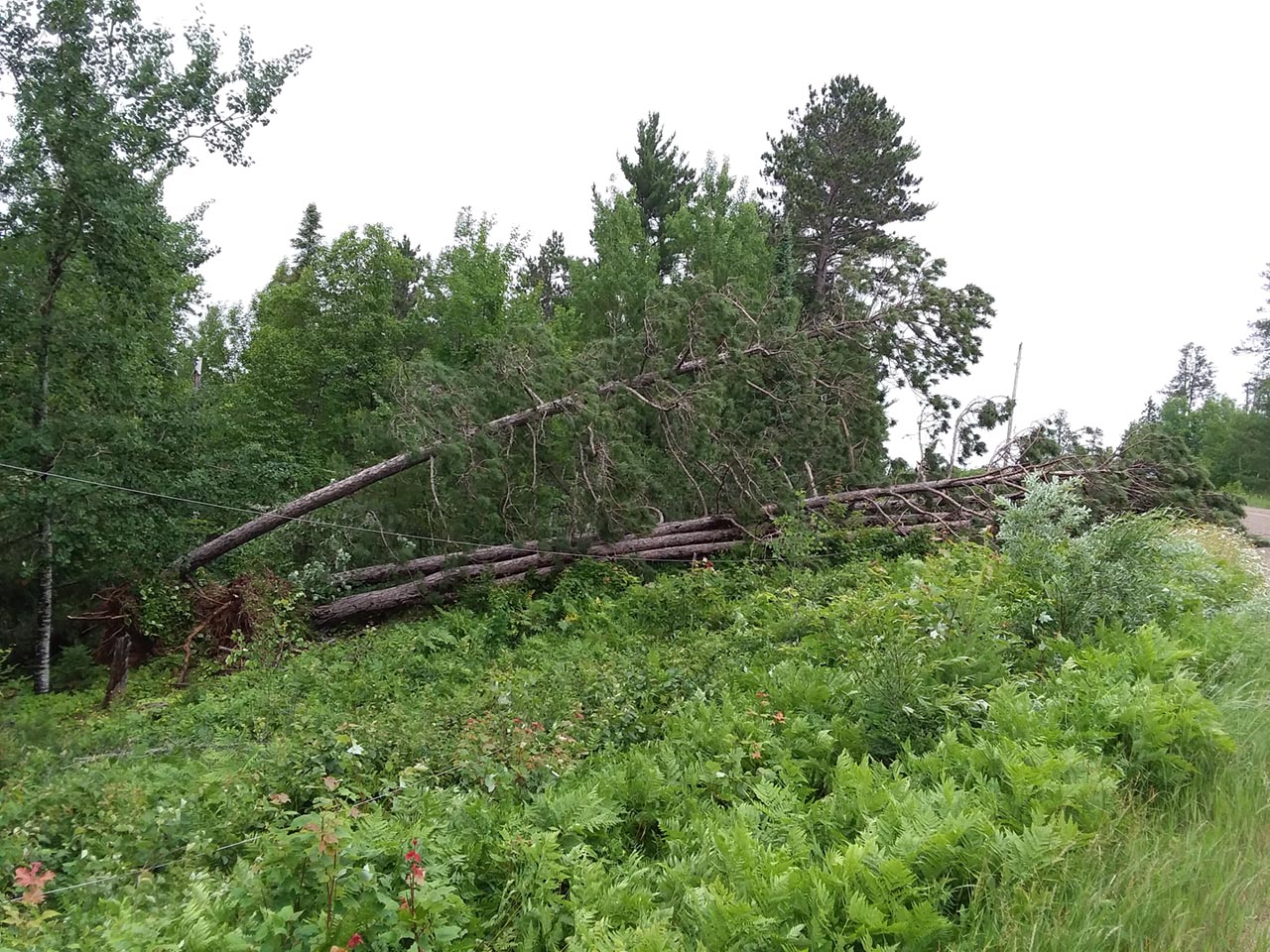 Storm damage in Ely