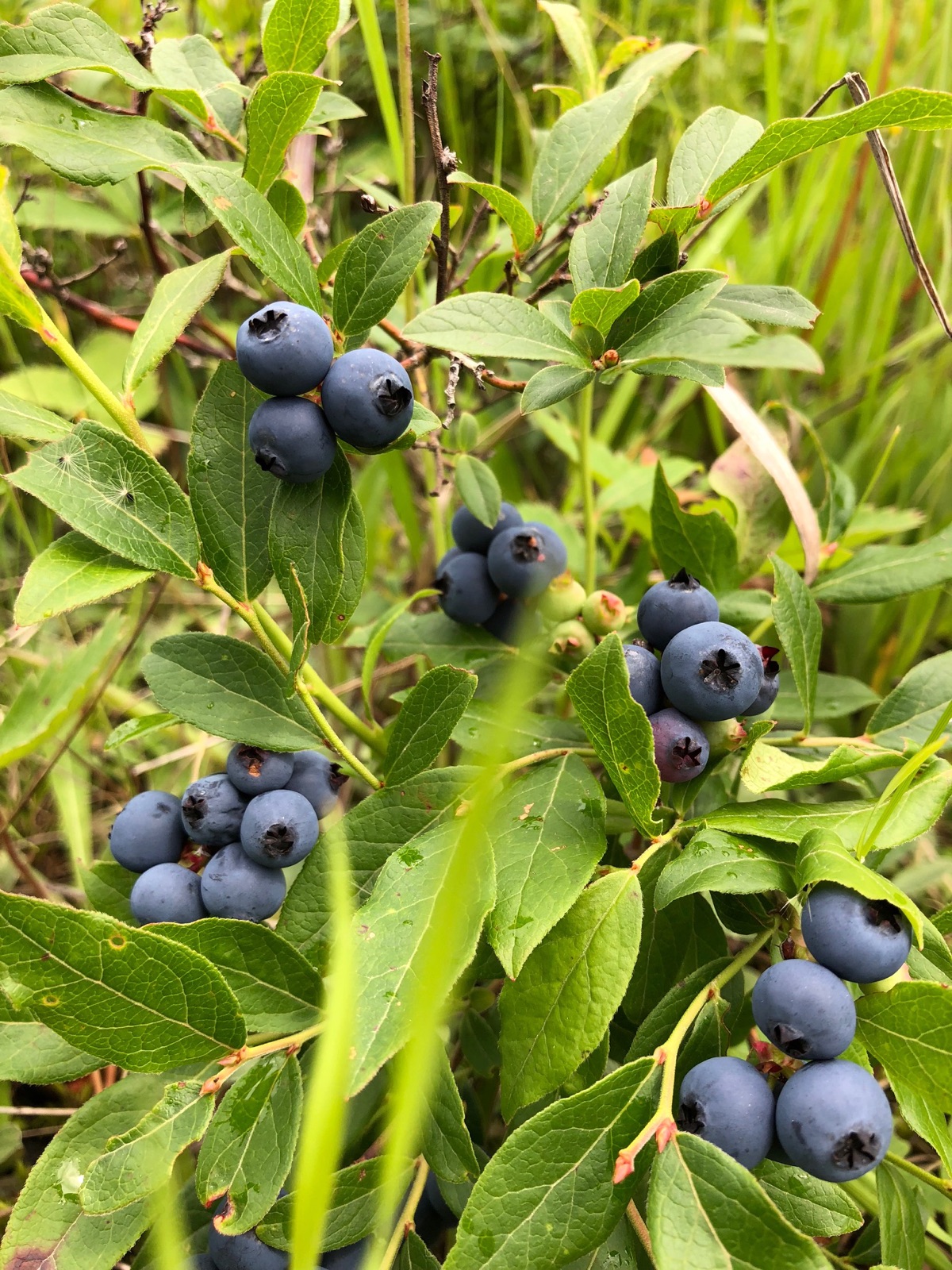 Blueberry