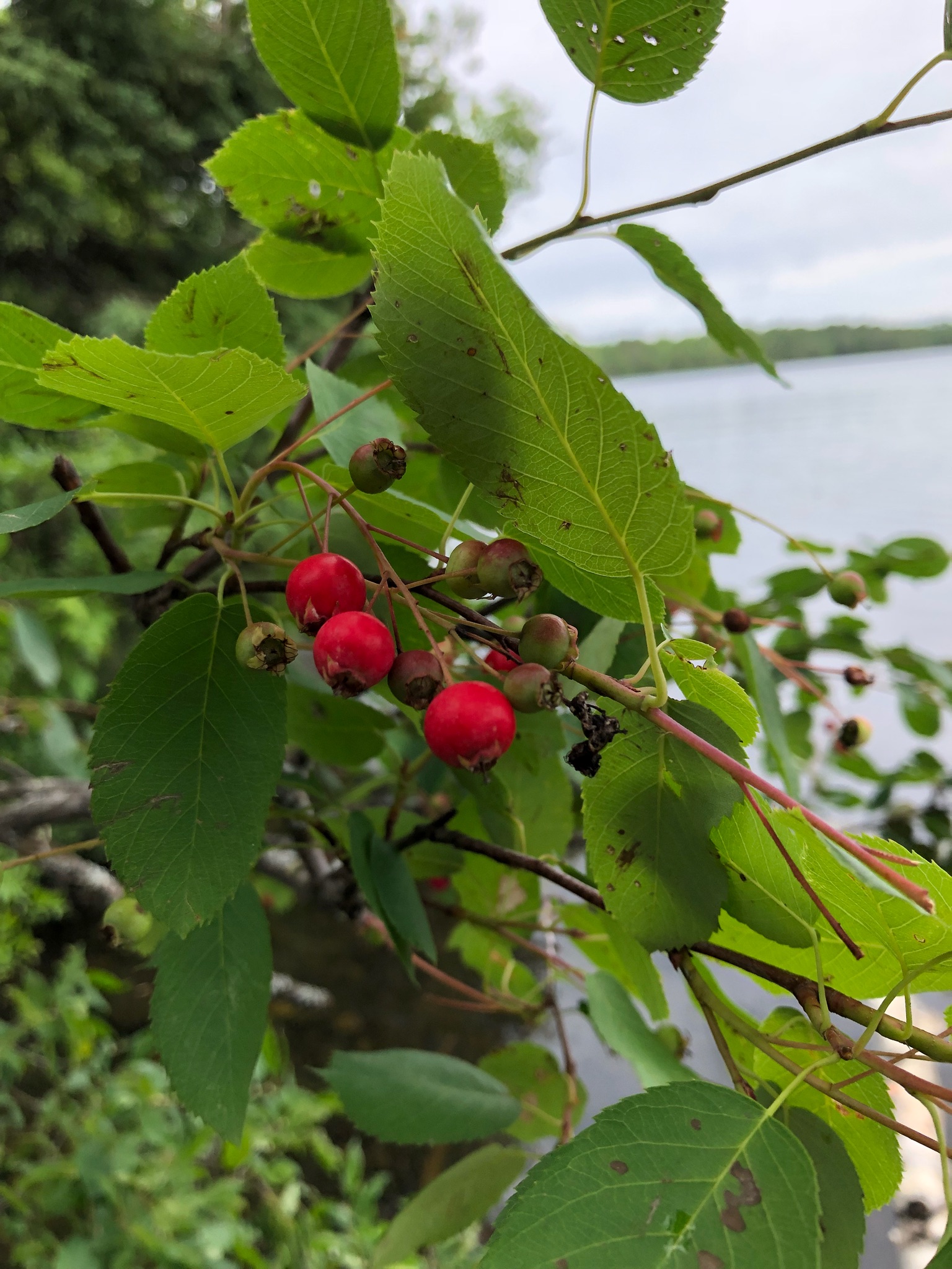 Juneberry