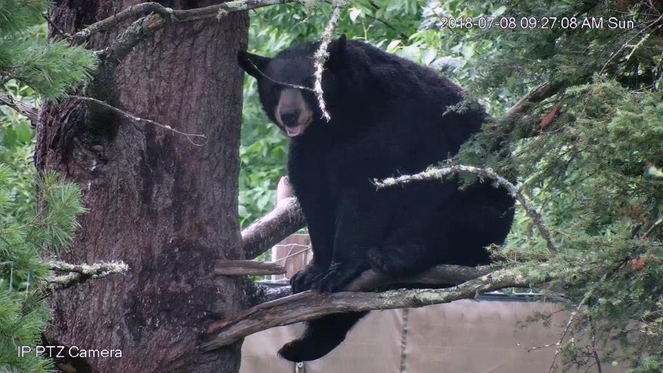 Lucky in the tree after running away with his pinata