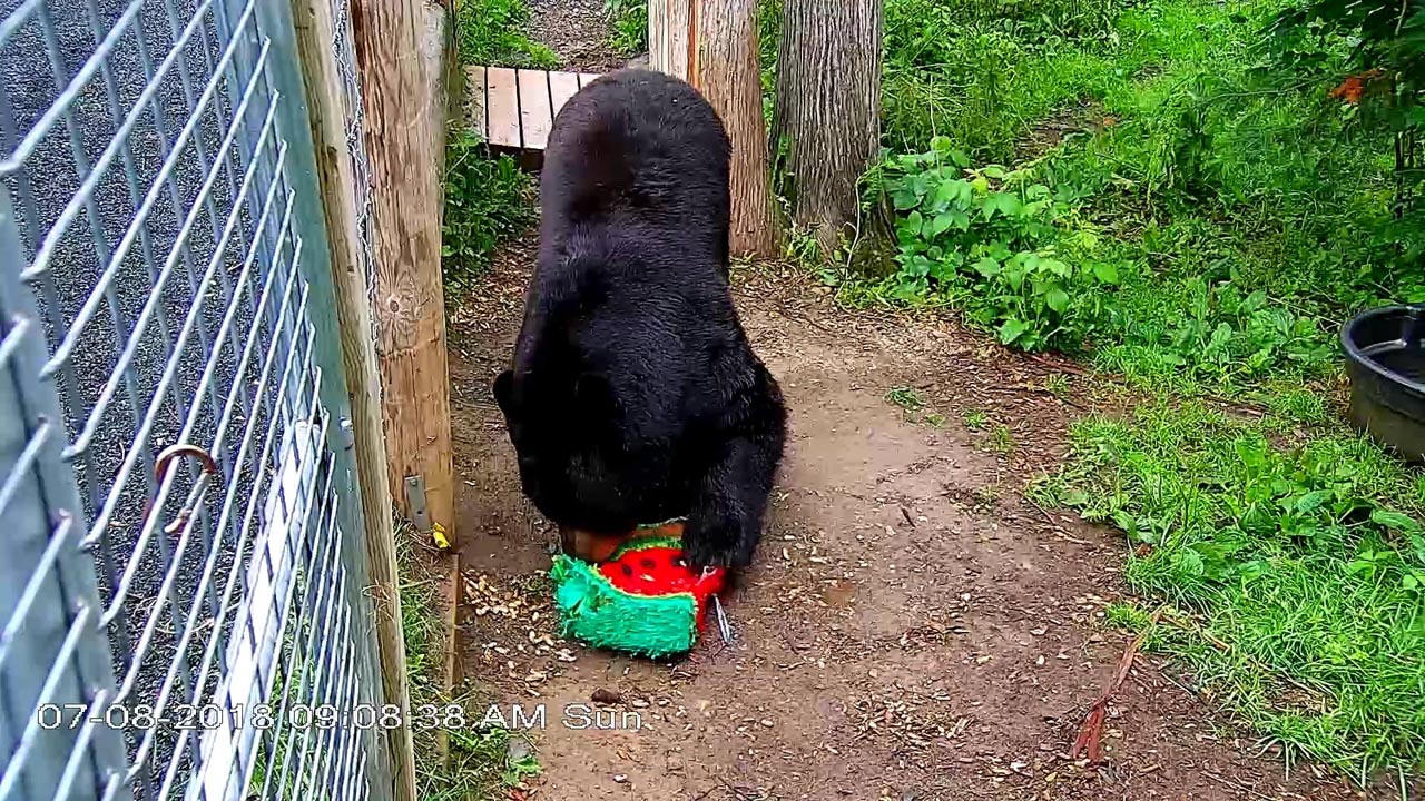 Ted