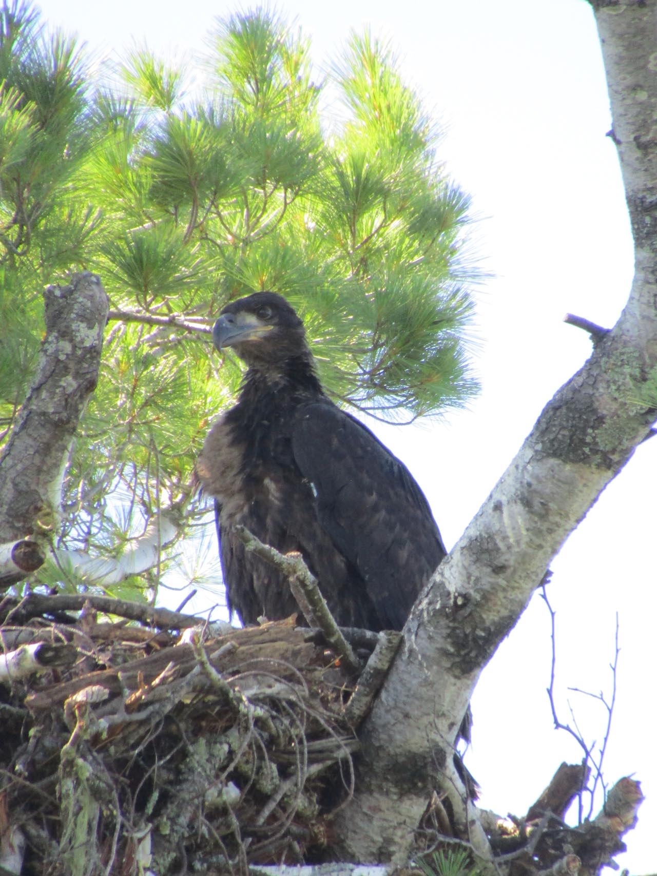 Eagle