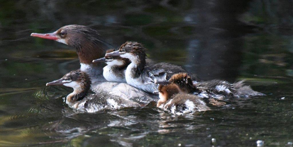 Common Mergansers