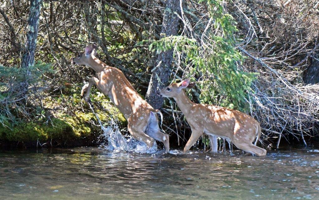 Fawns leaping ashore