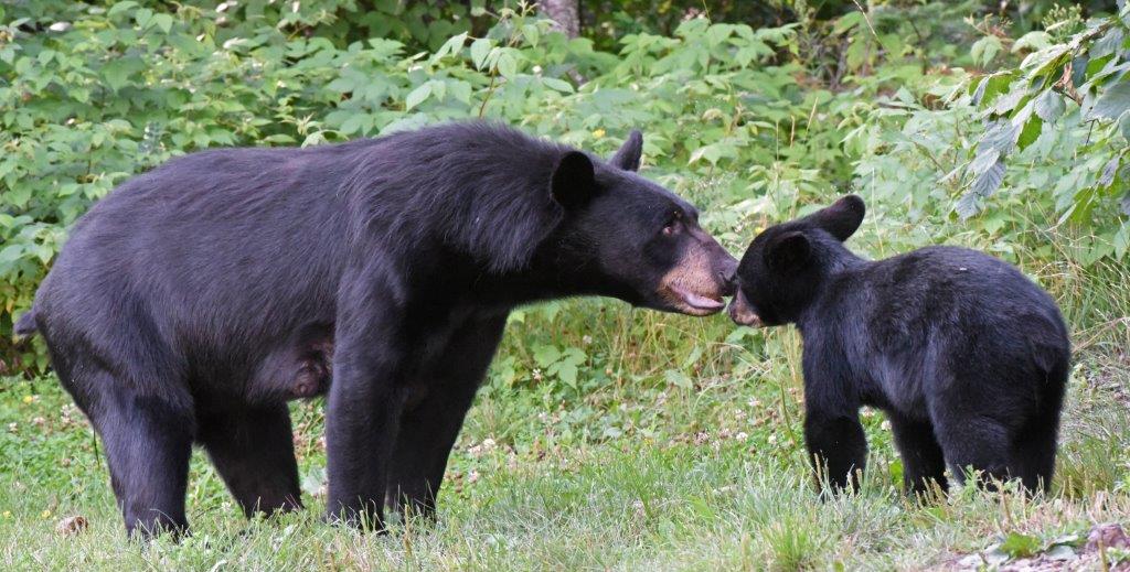 Jewels and cub