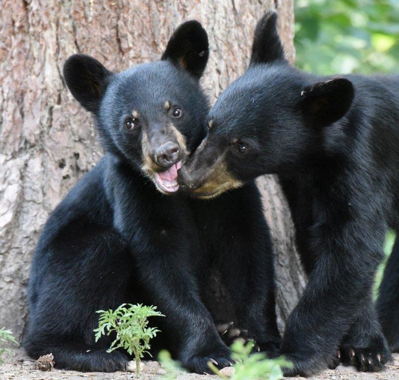 Jewel's cubs