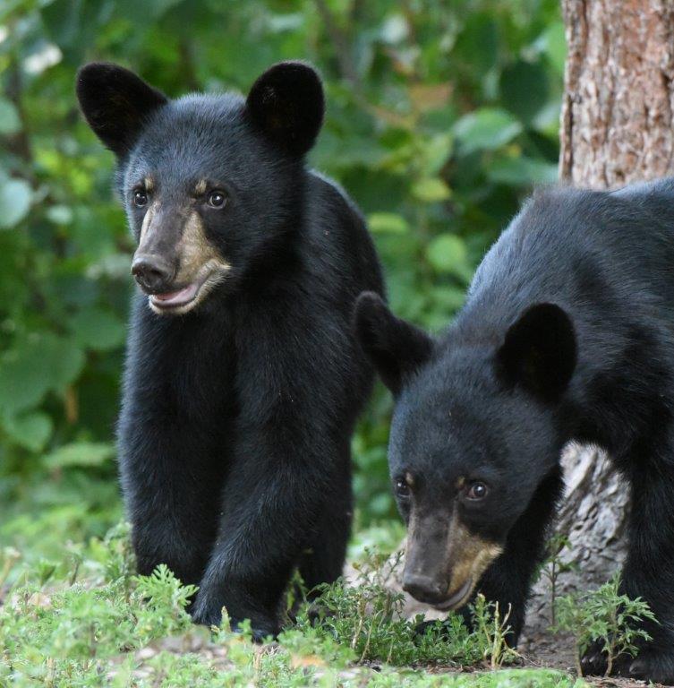 Jewel's cubs