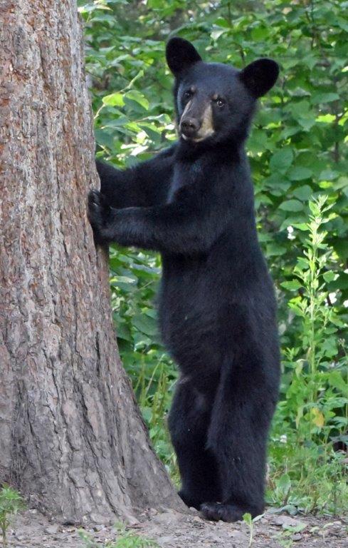 Jewel's male cub