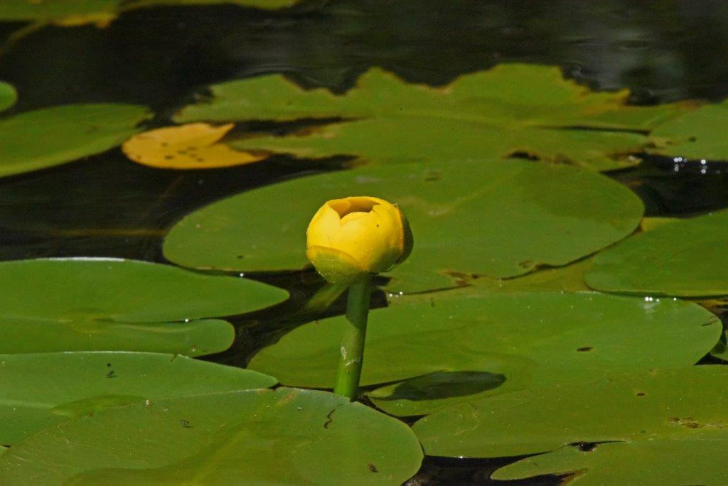 Yellow water lily