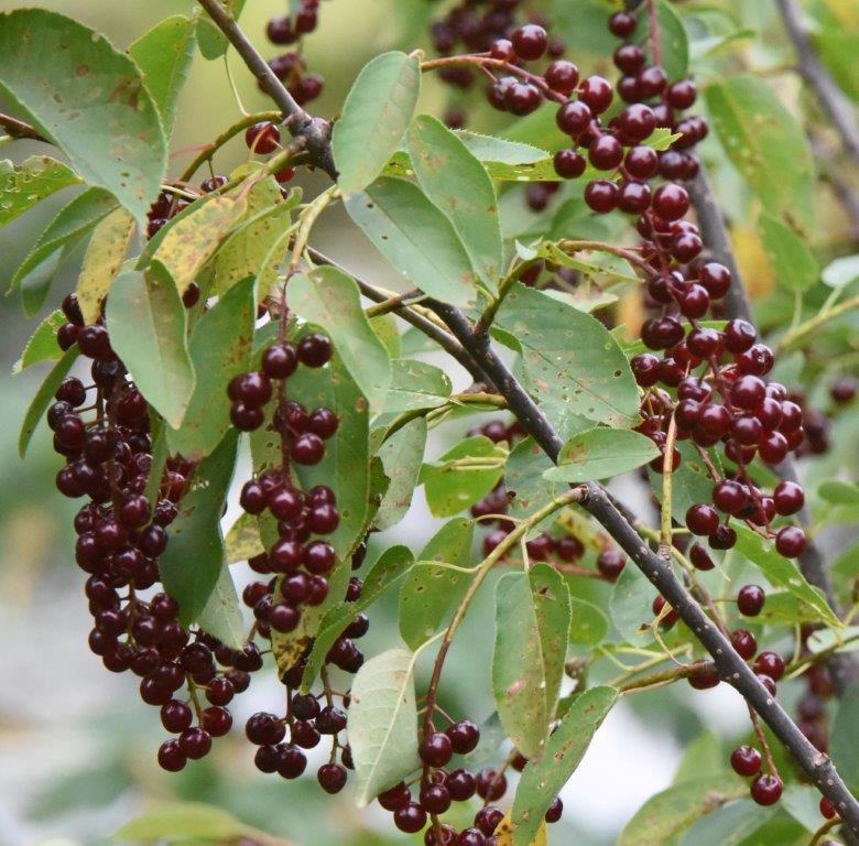 Chokecherry