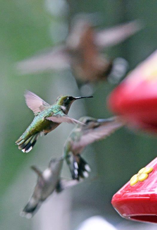 Hummingbirds