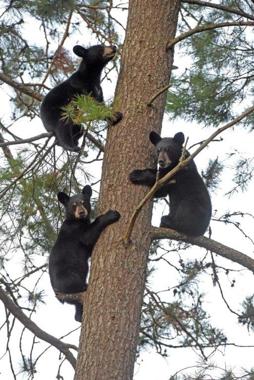 RCs cubs