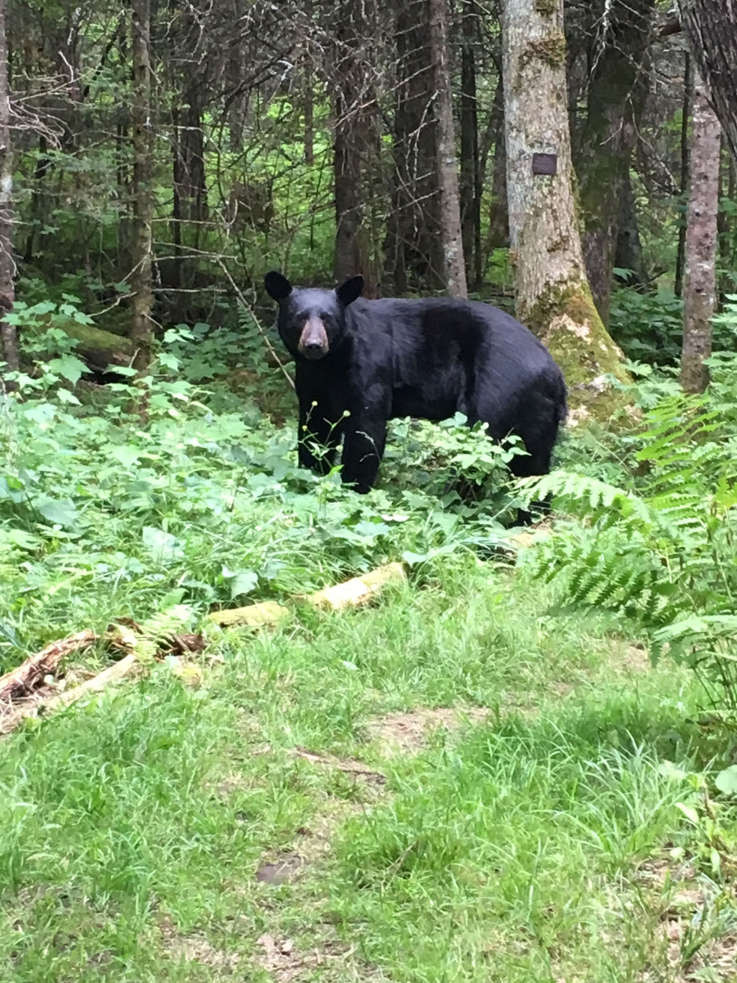 Bear on trail - photo by David Ziegller