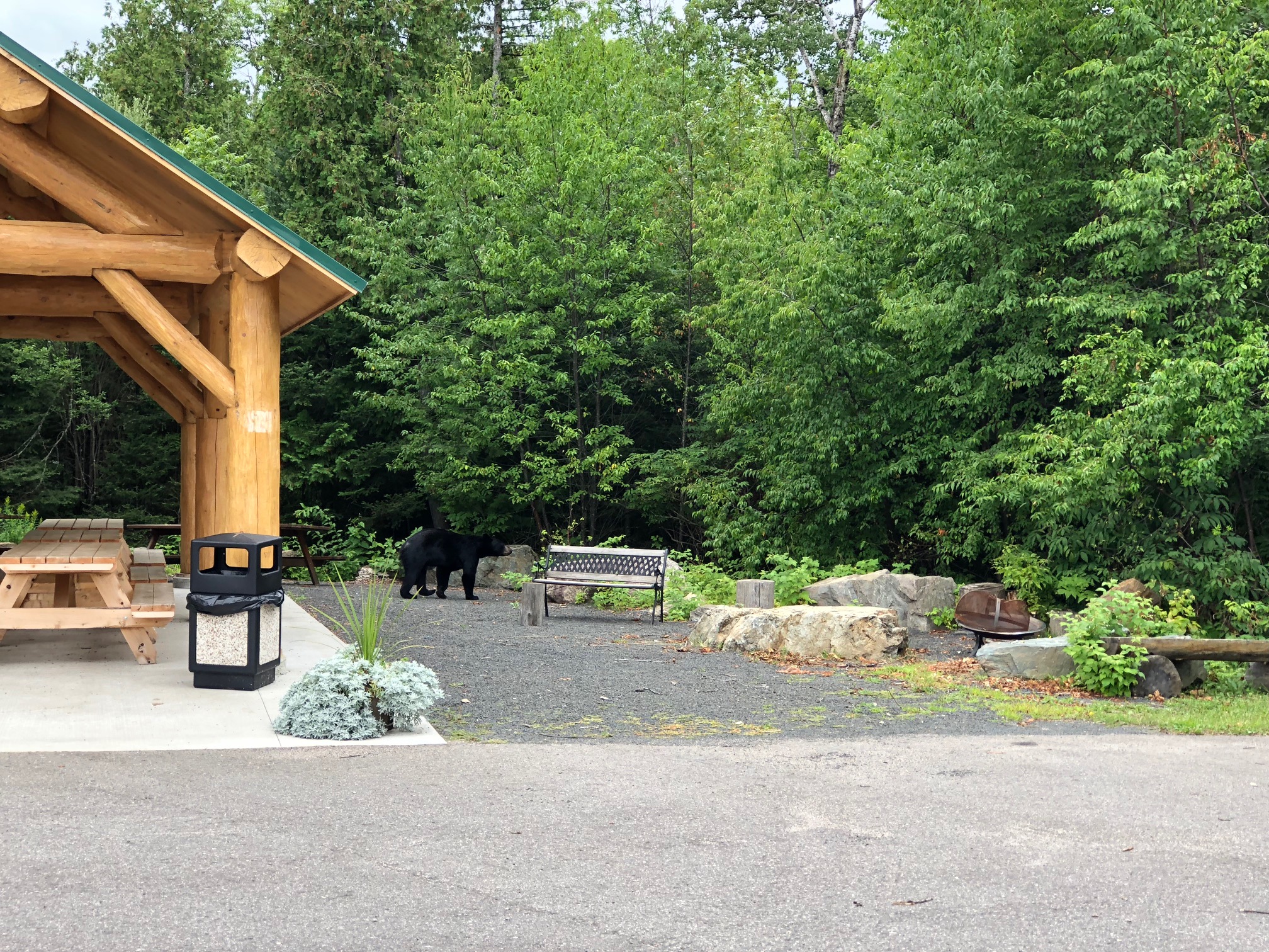 Wild bear at NABC by pavilion