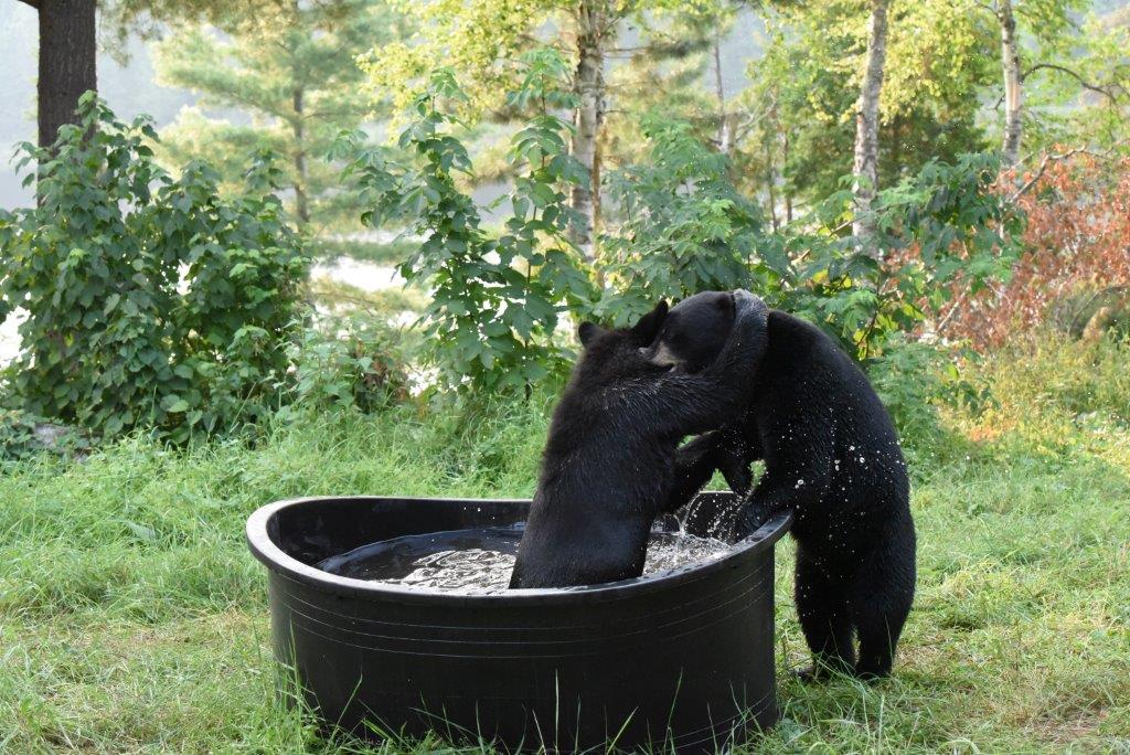 Bear Play